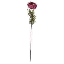 Autumn Spider Chrysanthemum