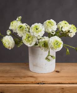Green Ranunculus Spray