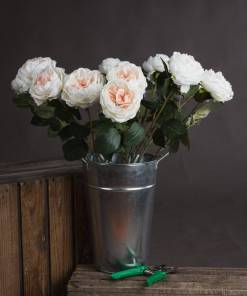 Blush Garden Rose