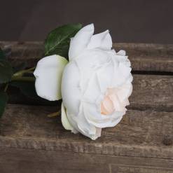 Blush Garden Rose - image 3