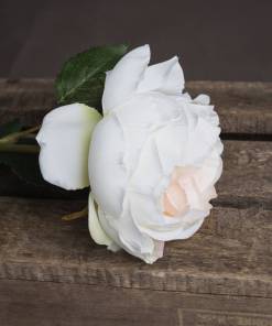 Blush Garden Rose