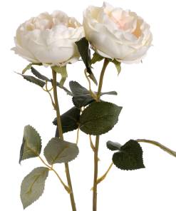 Blush Garden Rose