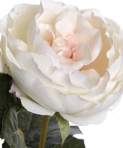 Blush Garden Rose