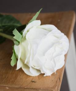 Traditional White Rose