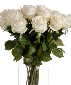 Traditional White Rose