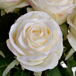Traditional White Rose - image 5