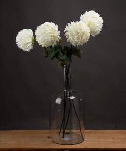 Large White Chrysanthemum