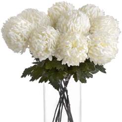 Large White Chrysanthemum - image 3
