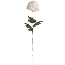 Large White Chrysanthemum - image 4