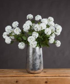 Viburnum Opulus