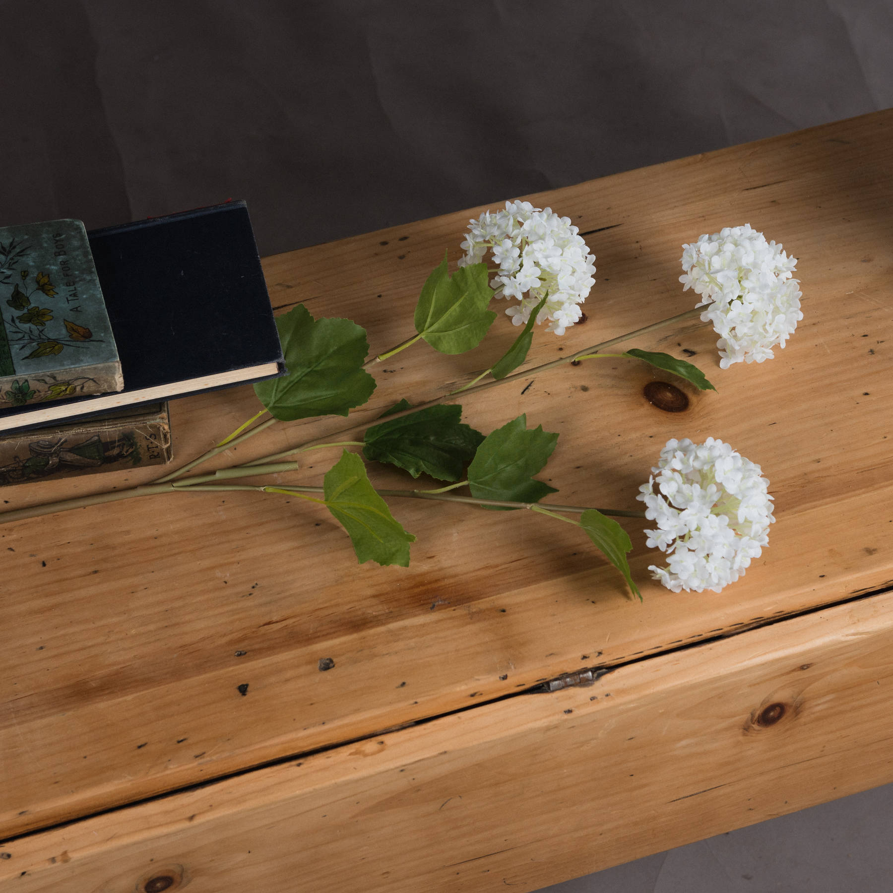 Viburnum Opulus - image 2