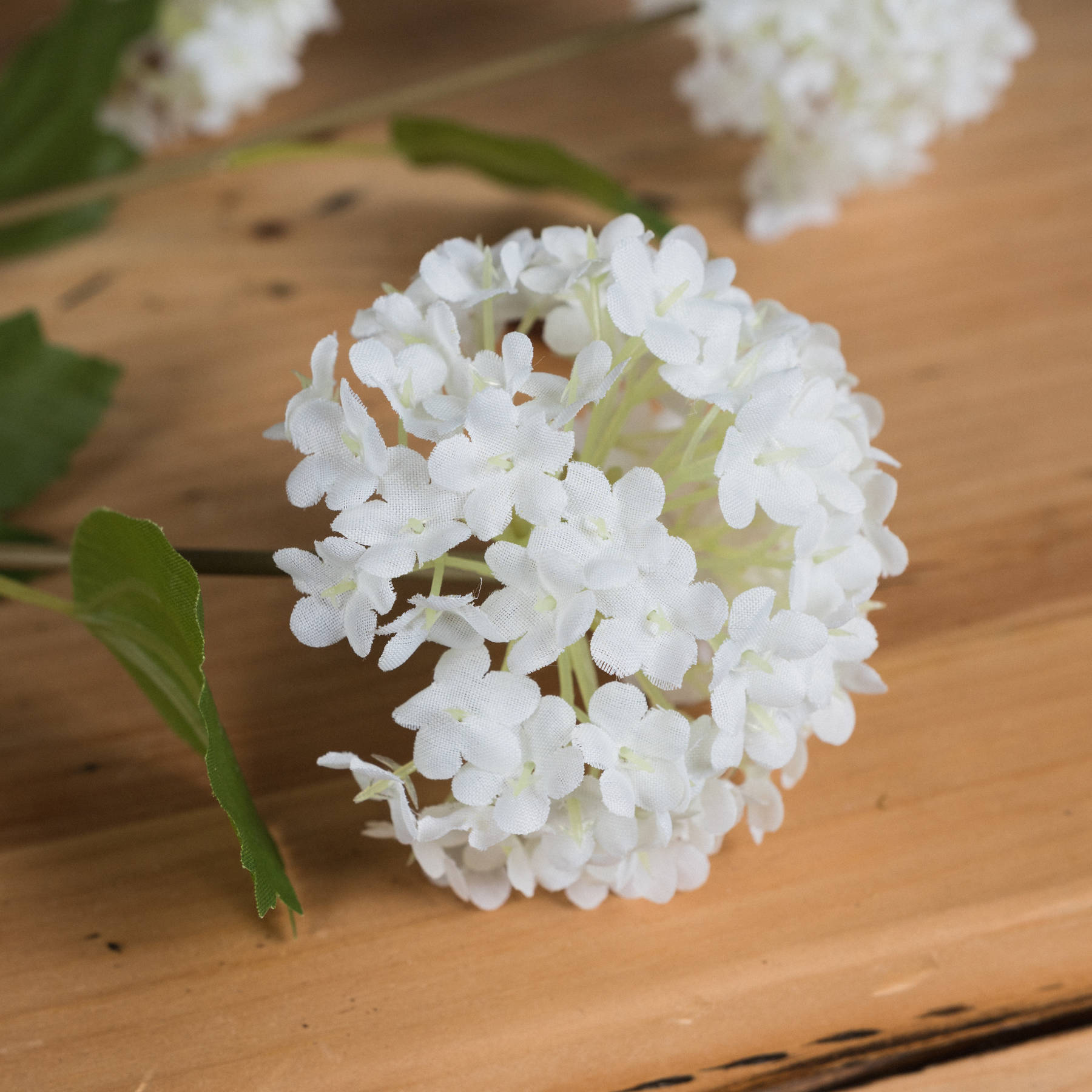 Viburnum Opulus - image 3
