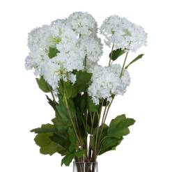 Viburnum Opulus - image 4