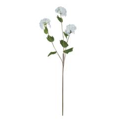Viburnum Opulus - image 5