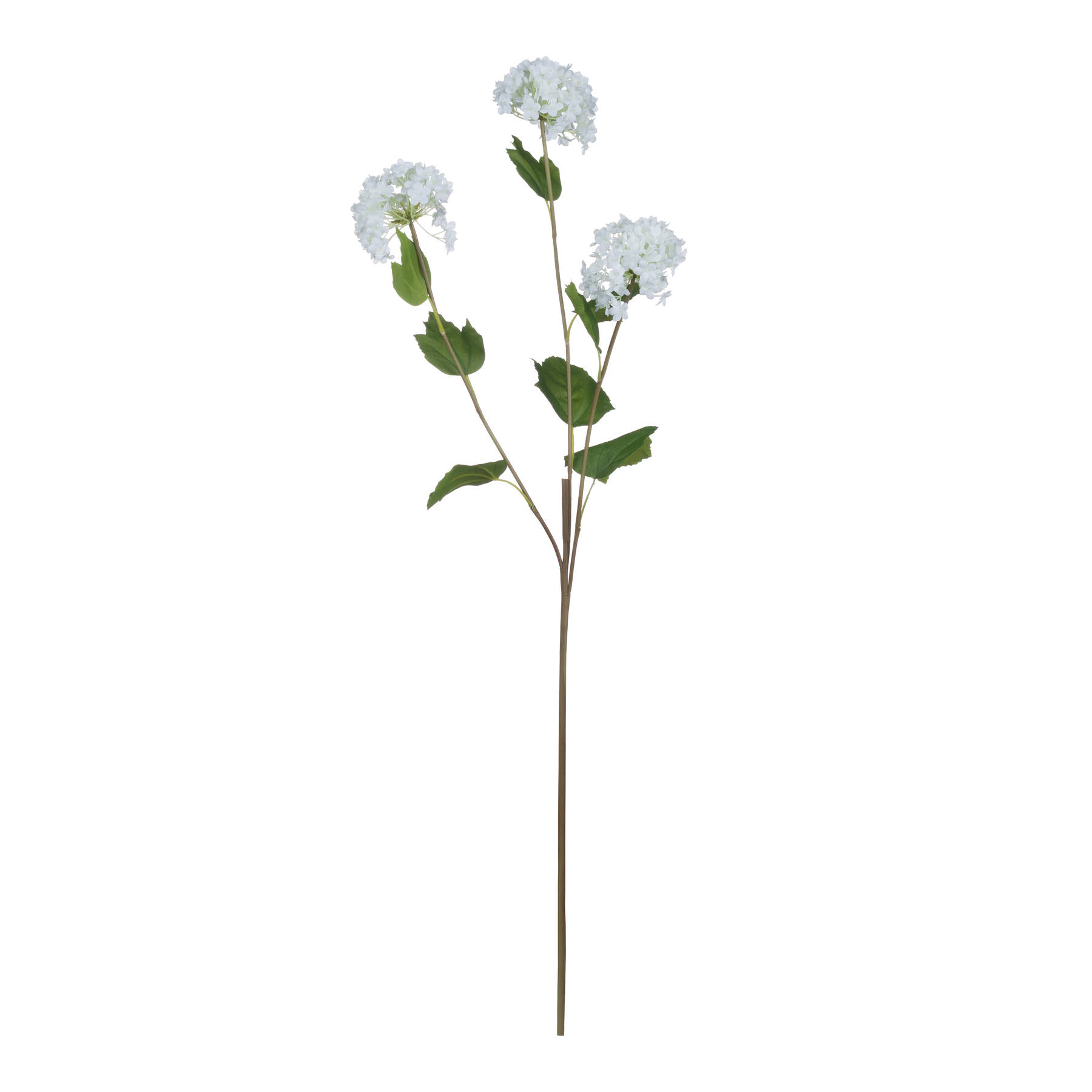 Viburnum Opulus - image 5