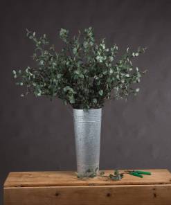 Tall Eucalyptus Stem