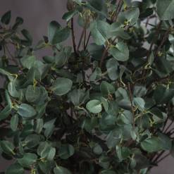 Tall Eucalyptus Stem - image 3