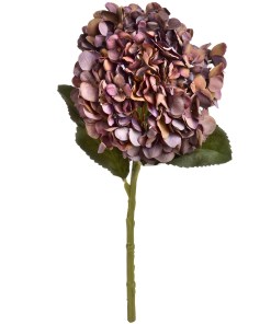 Autumn Coffee Hydrangea
