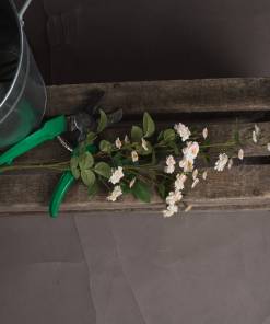 Cream Wild Meadow Rose
