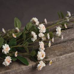Cream Wild Meadow Rose - image 3
