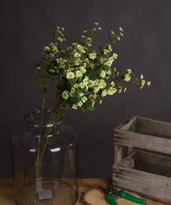 Green Wild Meadow Rose