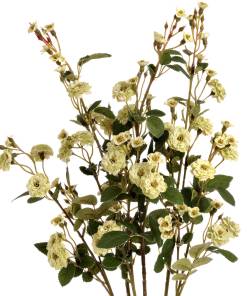Green Wild Meadow Rose