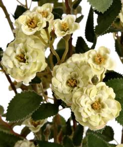 Green Wild Meadow Rose