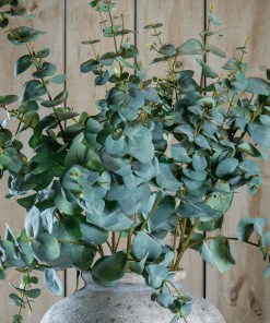 Variegated Eucalyptus