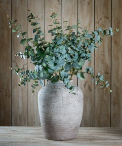 Variegated Eucalyptus