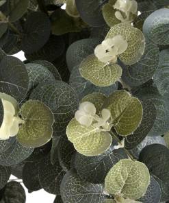 Eucalyptus Spray
