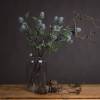 Eryngium Thistle