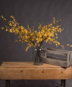 Forsythia