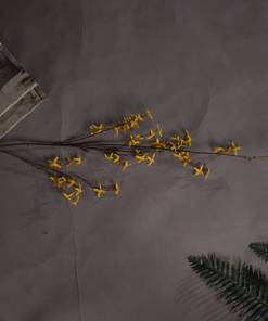 Forsythia