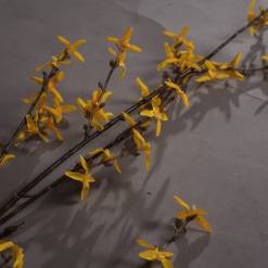 Forsythia - image 3