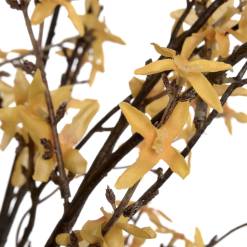 Forsythia - image 5