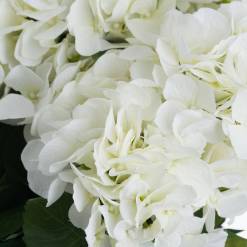 White Hydrangea Bouquet - image 5