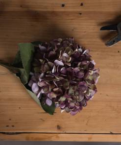 Autumn Burgundy Hydrangea