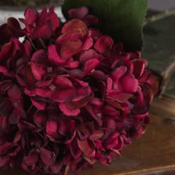 Autumn Ruby Hydrangea - image 3