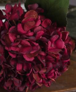 Autumn Ruby Hydrangea
