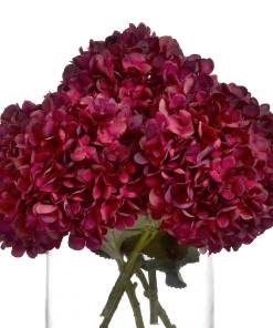 Autumn Ruby Hydrangea