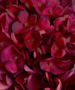 Autumn Ruby Hydrangea