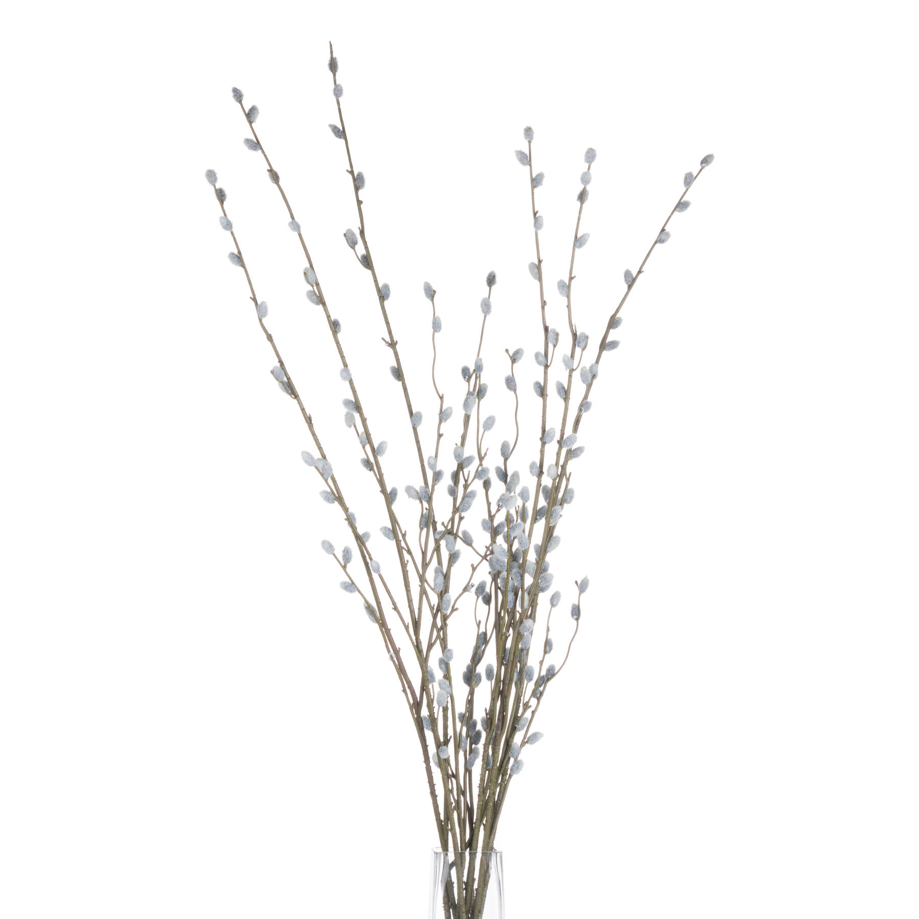 Pussy Willow Branch - image 4