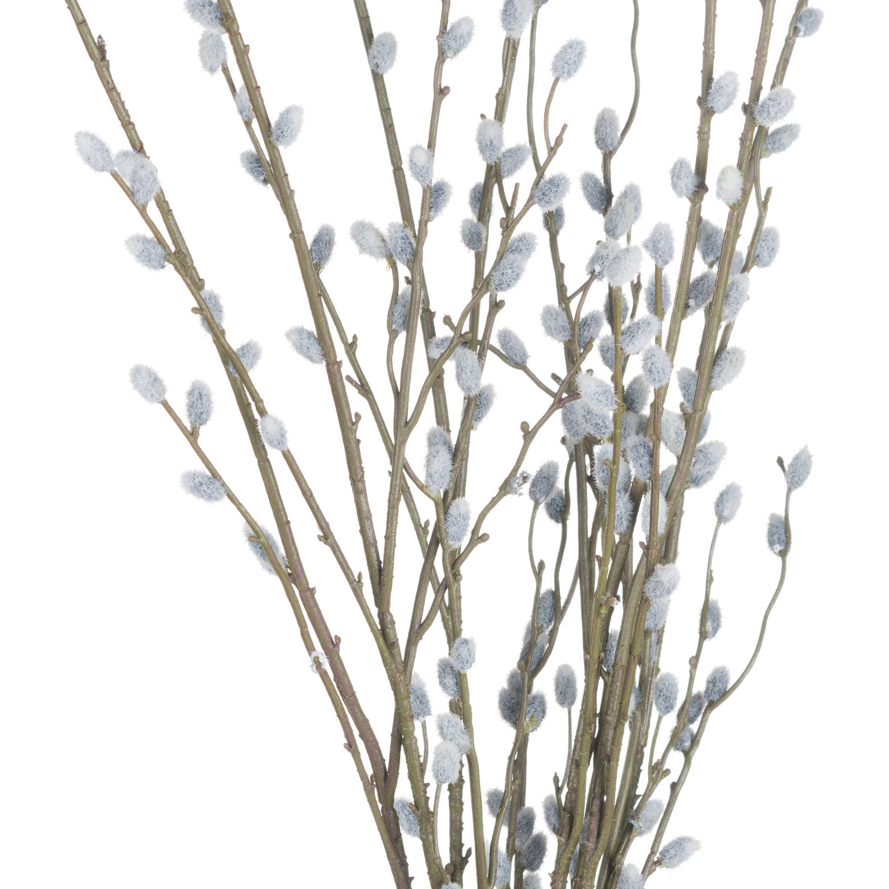 Pussy Willow Branch - image 5