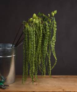 Green Amaranthus