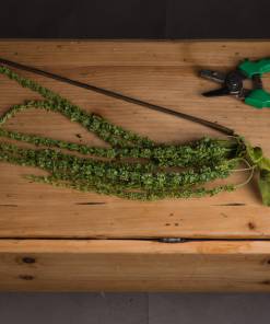 Green Amaranthus