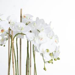 Large White Orchid In Glass Pot - image 3
