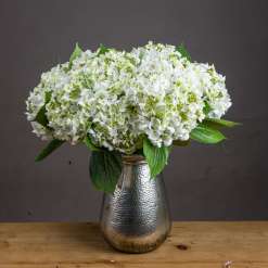 White Lace Cap Hydrangea
