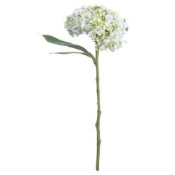 White Lace Cap Hydrangea - image 3