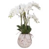 Large Stone Potted Orchid With Roots