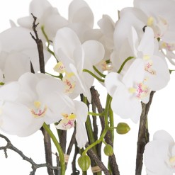 Large Stone Potted Orchid With Roots - image 2